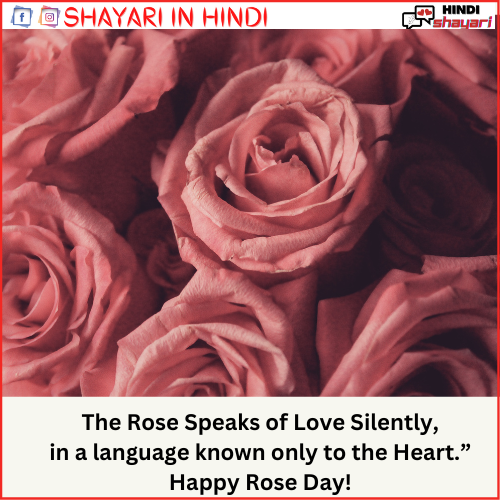 rose shayari in english