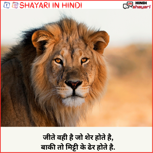 lion shayari